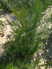 Artemisia abrotanum