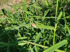 Chlorophanus flavescens