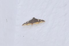 Prophantis adusta