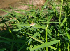 Chlorophanus flavescens