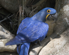 Hyacinth Macaw photo 1