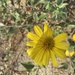 photo of Slender Sunflower (Helianthus gracilentus)