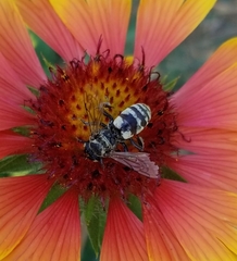 Triepeolus remigatus