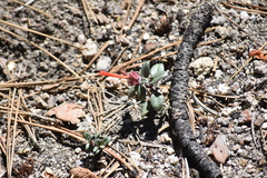 Monardella macrantha macrantha