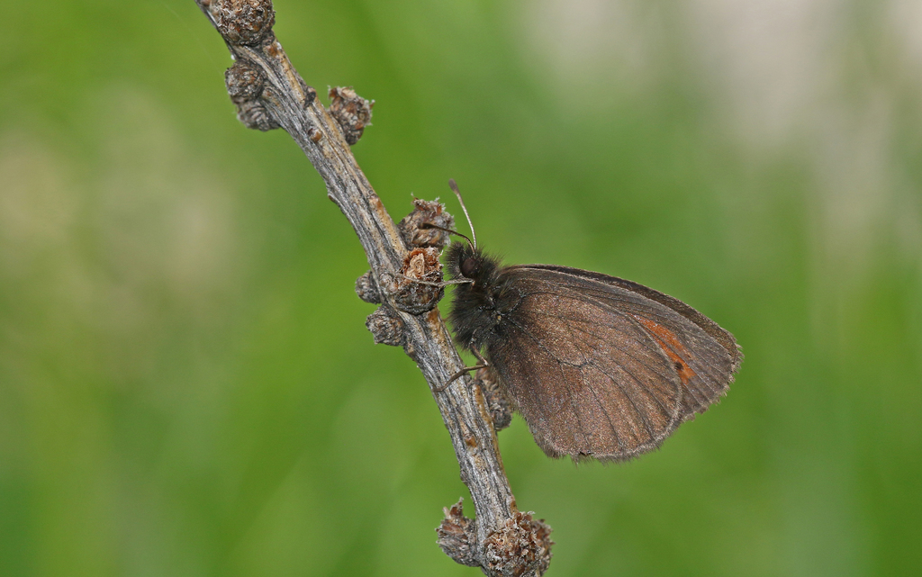 Rätzer’s Ringlet