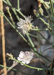 Stephanomeria elata