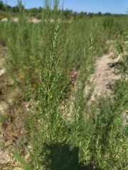 Artemisia abrotanum