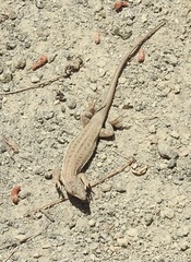 Acanthodactylus schreiberi