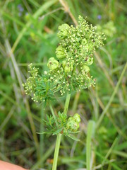 Aceria galiobia