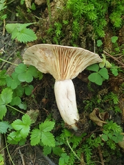 Lactarius flexuosus