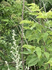 Archilochus colubris