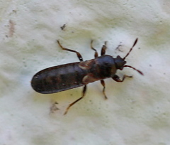 Dimorphopterus spinolae