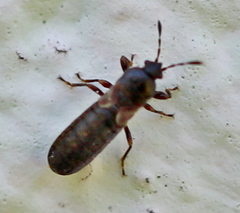 Dimorphopterus spinolae