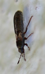 Dimorphopterus spinolae