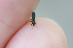 Dimorphopterus spinolae