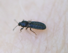 Dimorphopterus spinolae