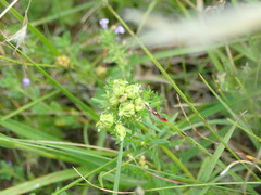 Aceria galiobia