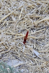 Crocothemis erythraea