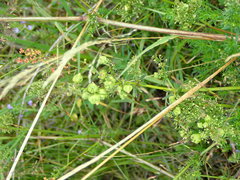 Aceria galiobia
