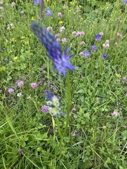 Phyteuma betonicifolium