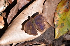 Euriphene