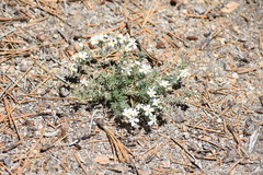 Leptosiphon melingii