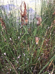 Equisetum palustre