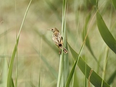 Cisticola juncidis