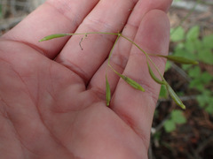 Phytomyza spondylii group