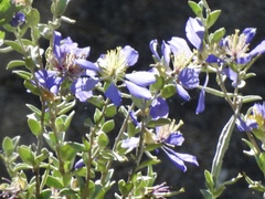 Setchellanthus caeruleus