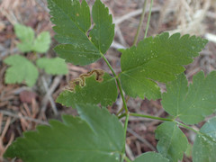 Phytomyza spondylii group