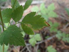 Phytomyza spondylii group
