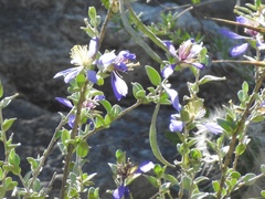 Setchellanthus caeruleus