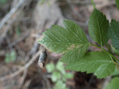 Phytomyza spondylii group