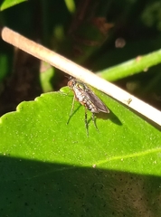 Poecilobothrus nobilitatus