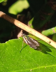 Poecilobothrus nobilitatus