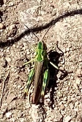 Chorthippus binotatus