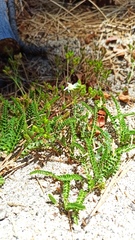 Horkelia clevelandii