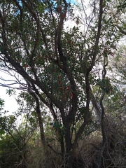 Citharexylum montevidense