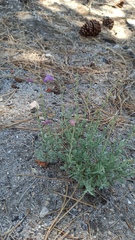 Penstemon californicus