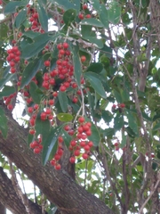 Citharexylum montevidense