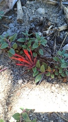 Monardella macrantha macrantha