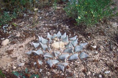 Ariocarpus retusus retusus