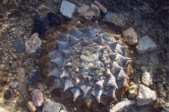 Ariocarpus retusus retusus