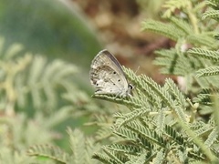 Luthrodes galba