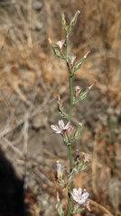Stephanomeria elata
