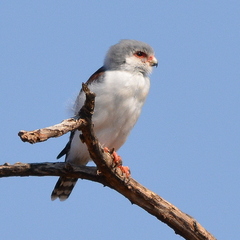 Polihierax semitorquatus