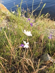 Delphinium consolida paniculatum
