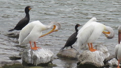 Pelecanus erythrorhynchos