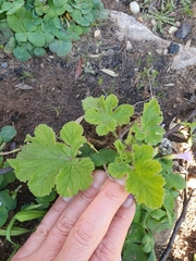 Pelargonium vitifolium